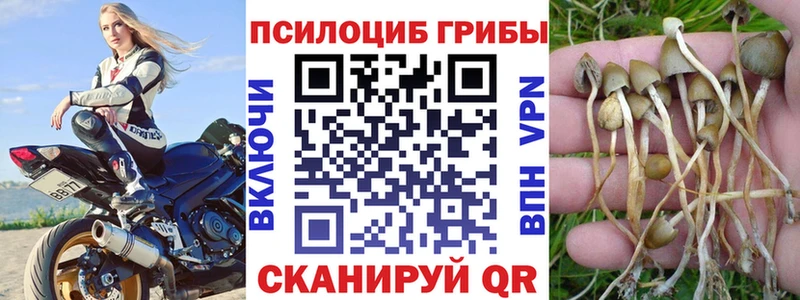 цены Красногорск Псилоцибиновые грибы Cubensis